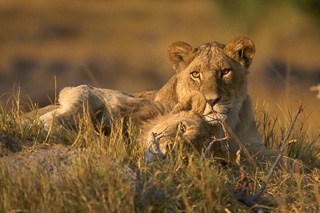 Lions In South Africa