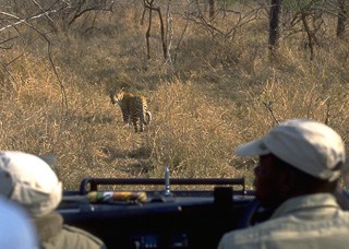 Stalking a leopard on safari