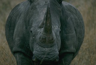 Advancing hippo in Kenya
