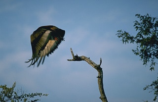 Bateleur Eagle Safari