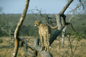 Safari In Africa - Adventure Of A Lifetime 5