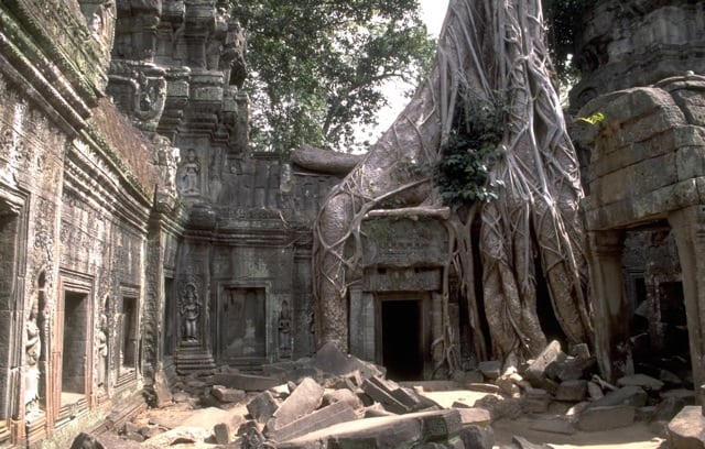 Tree Growth Over Ruins At Angkor