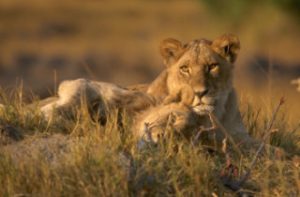 Safari In Africa - Adventure Of A Lifetime 4